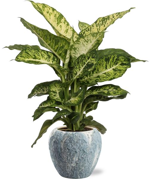 Dieffenbachia Mars - Ø17cm - ↕50cm + Doug Pot D18x16cm - Grau Weiß
