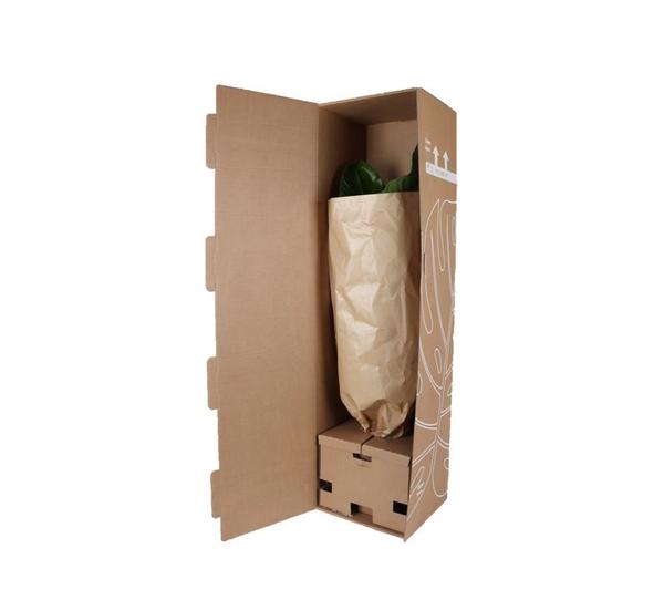 Ficus Elastica Robusta Ø27cm - ↕115cm + Übertopf
