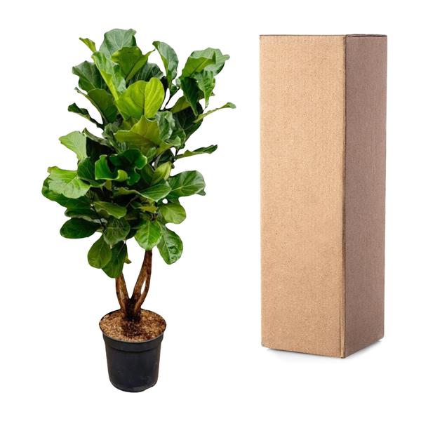 Ficus Lyrata verzweigt Ø32 200cm