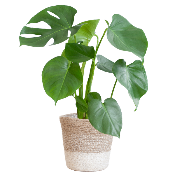 Monstera Deliciosa mit Lissabon Korb weiß- 50cm - Ø17