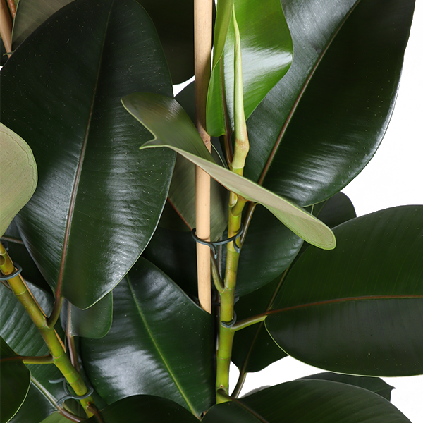 Ficus Elastica Robusta Ø27cm - ↕115cm + Übertopf