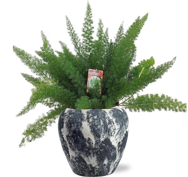 Asparagus D. Meyers - Ø27cm - ↕60cm + Doug Pot D29x26cm - Schwarz Weiß