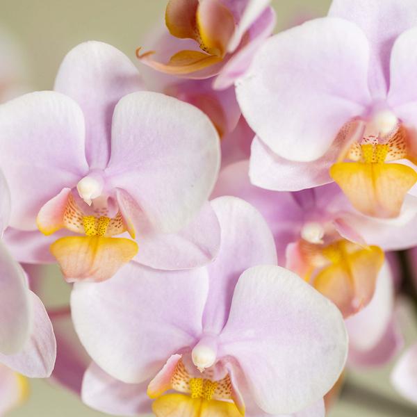 Set Rosa Phalaenopsis Orchidee Andorra + Sukkulente inkl. Keramik-Dekotöpfen