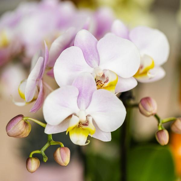 Set Rosa Phalaenopsis Orchidee Portugal + Sukkulente inkl. Keramik-Dekotöpfen