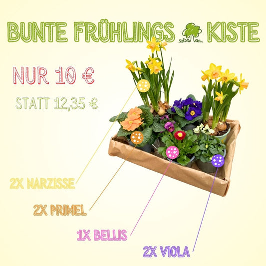 Bunte Frühlings-Kiste