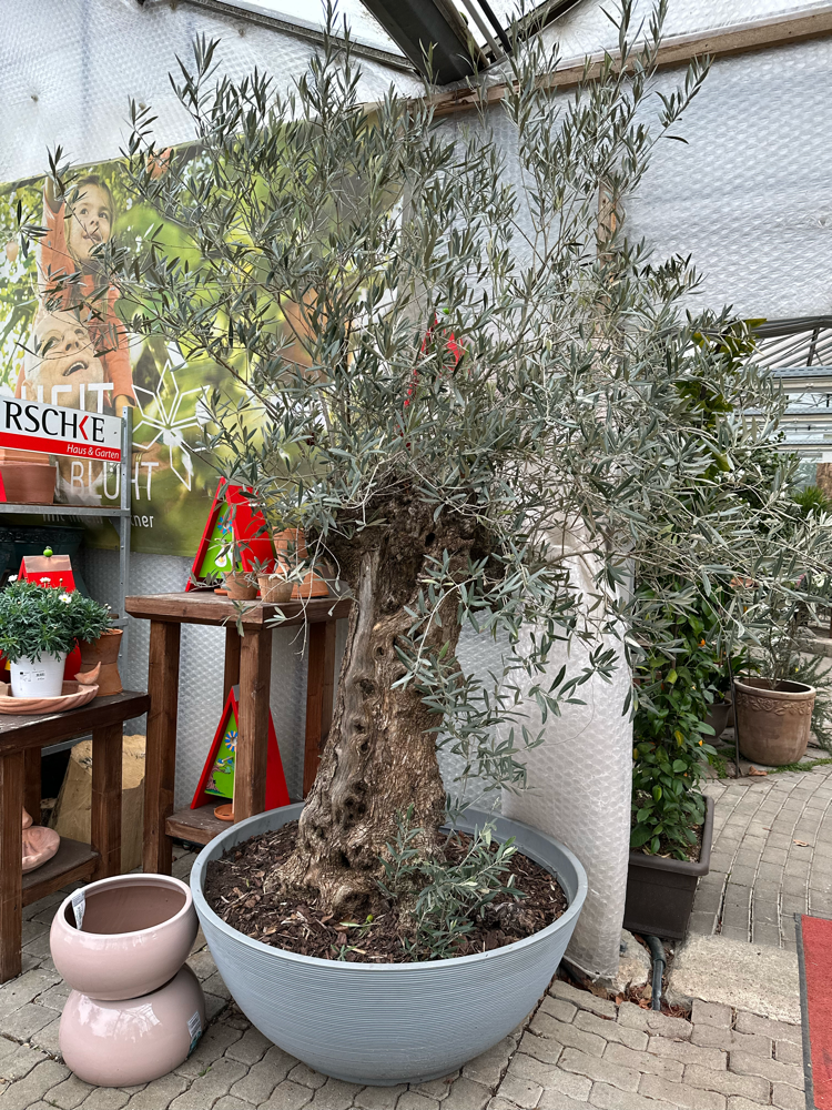 OLEA EUROPAEA Bonsai in Schale