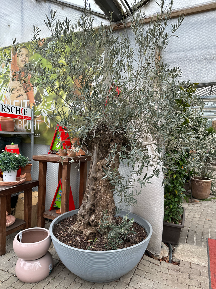 Oliven Bonsai