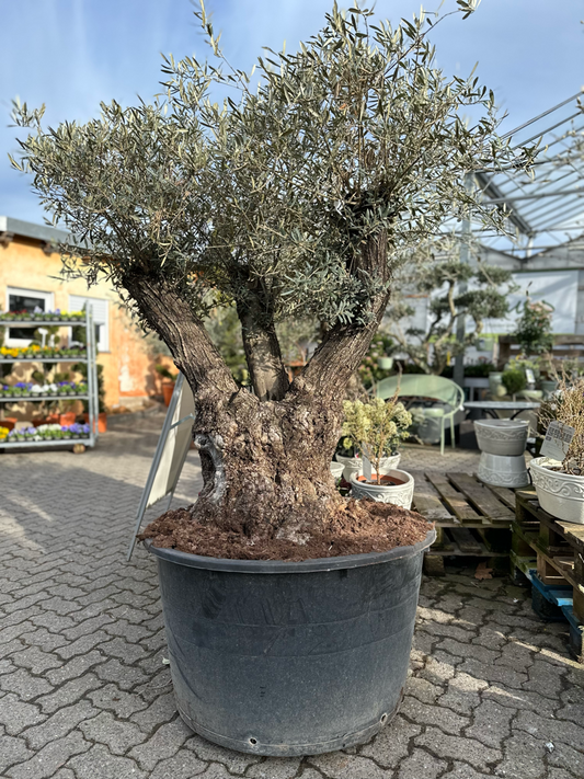 OLIVE TREE " PATA " 60-90 CM 1