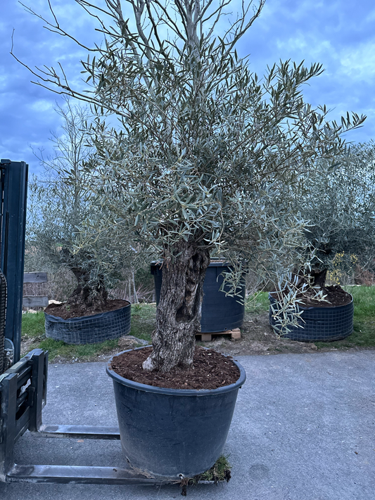 OLIVE TREE " PATA " 60-90 CM 9