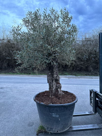 OLIVE TREE " PATA " 60-90 CM 9