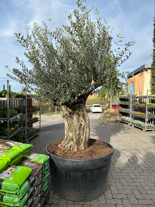OLIVE TREE "PATA" 500L 120-150 CM 2
