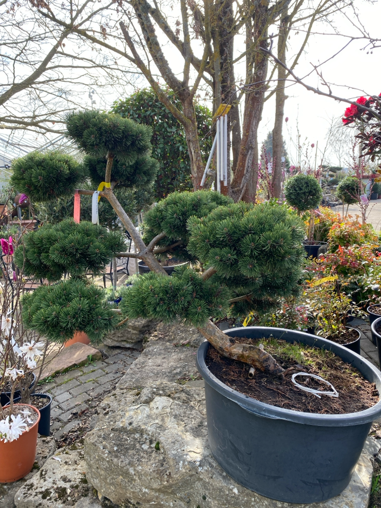 Bonsai Pinus mugo 'March' 12 Jahre Co.90L