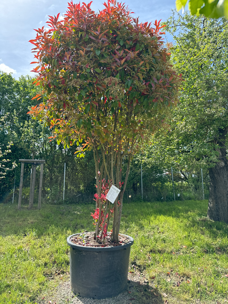 PHOTINIA FRASERI RED ROBIN