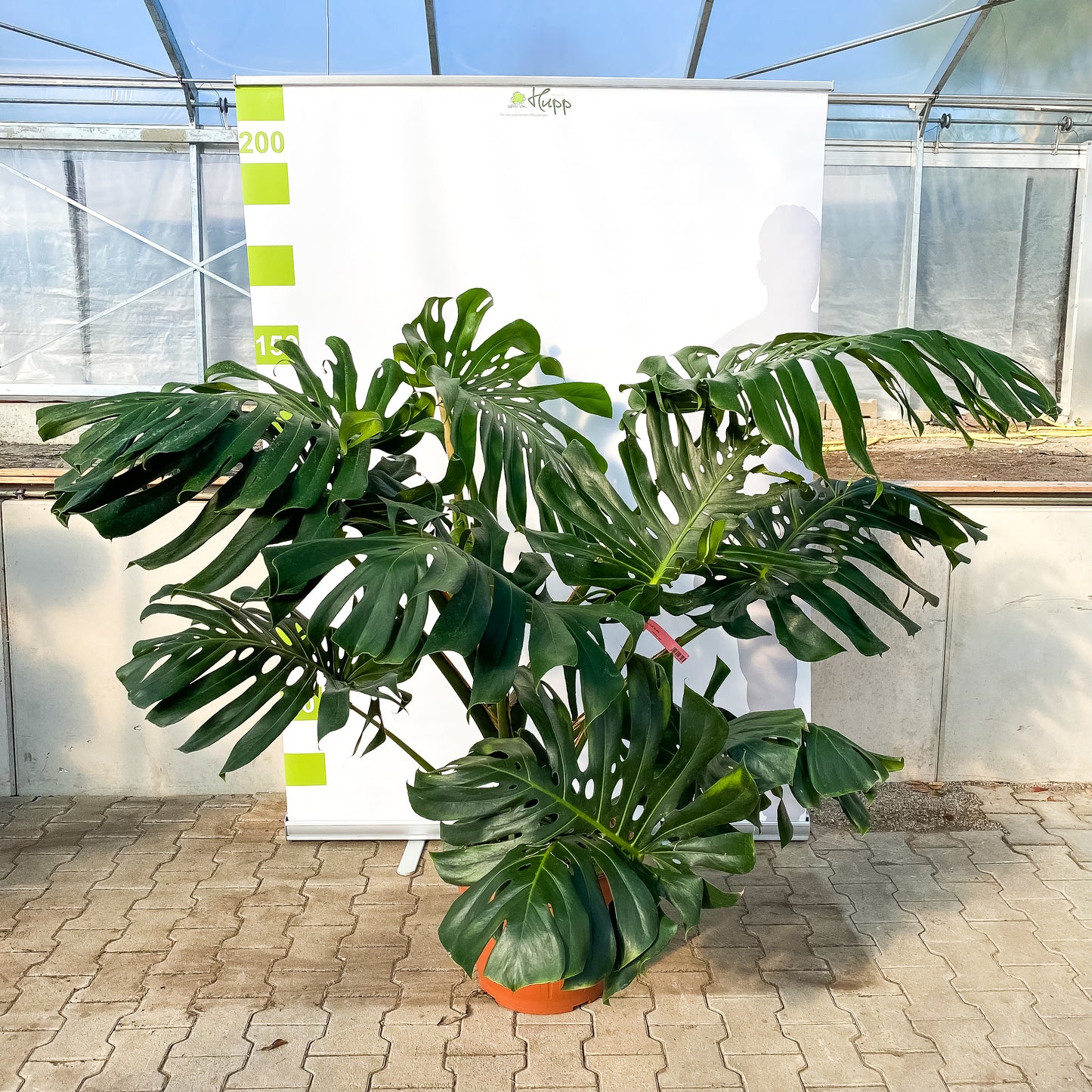 Monstera delic. XXL T45 H160