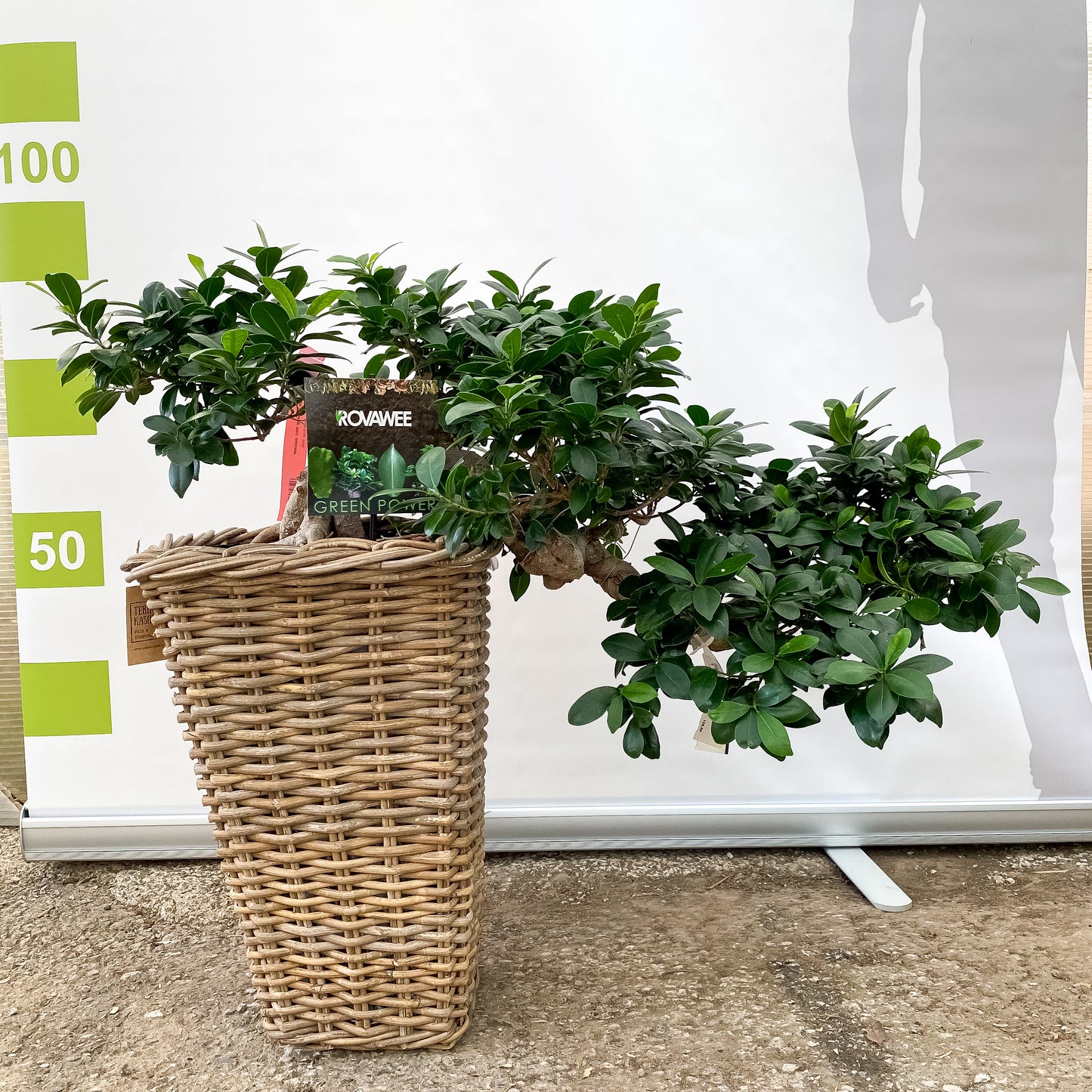 Ficus microcarpa 'Ginseng' micr. cascade Bonsai