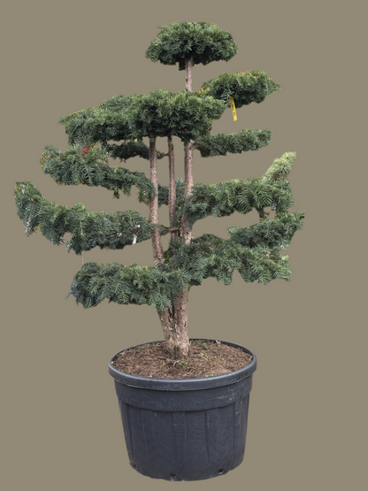 Taxus Bonsai