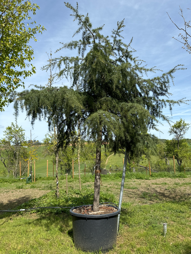 Cedrus deodara Pendula AF c 375 25/30/35