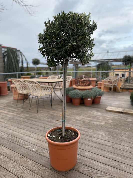 OLEA EUROPAEA STAMM T 36cm