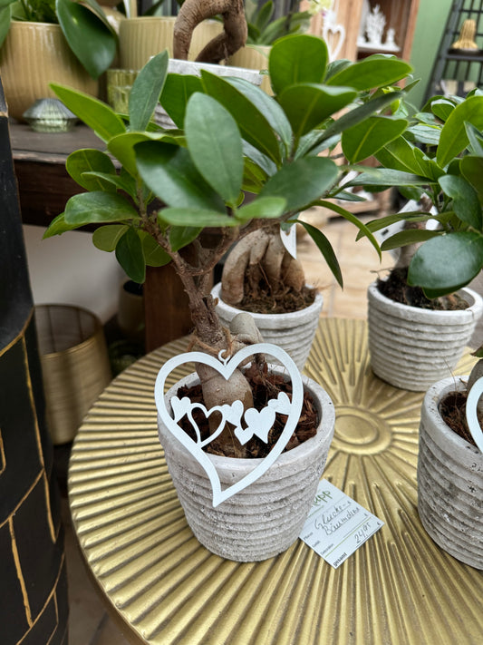 Ficus Ginseng Bonsai mit Herz
