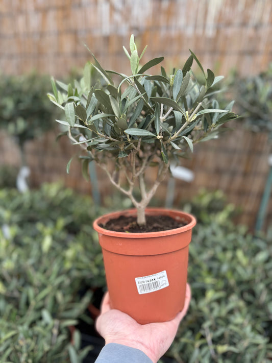 OLEA EUROPAEA BUSCH T 15cm