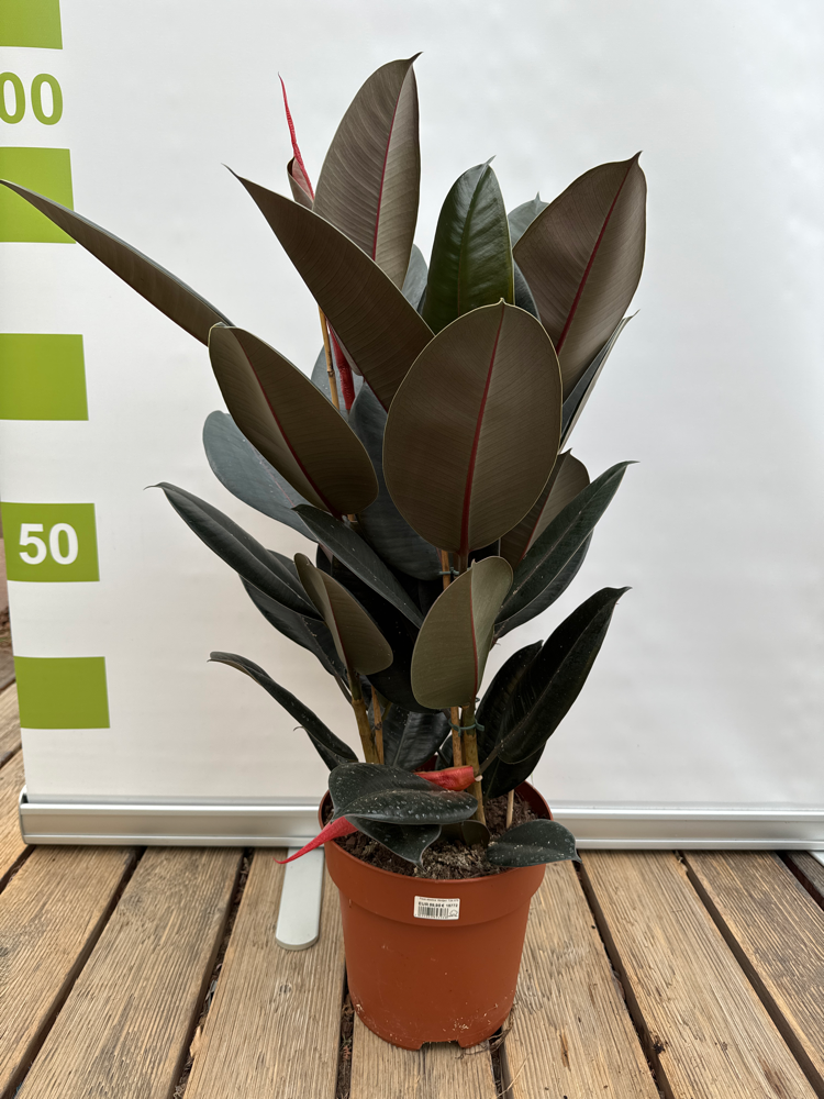 Ficus elastica 'Abidjan' T24 H75