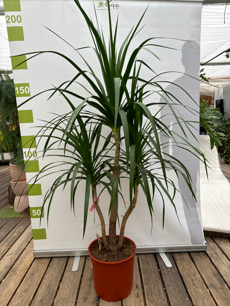 Dracaena Draco T34 H180