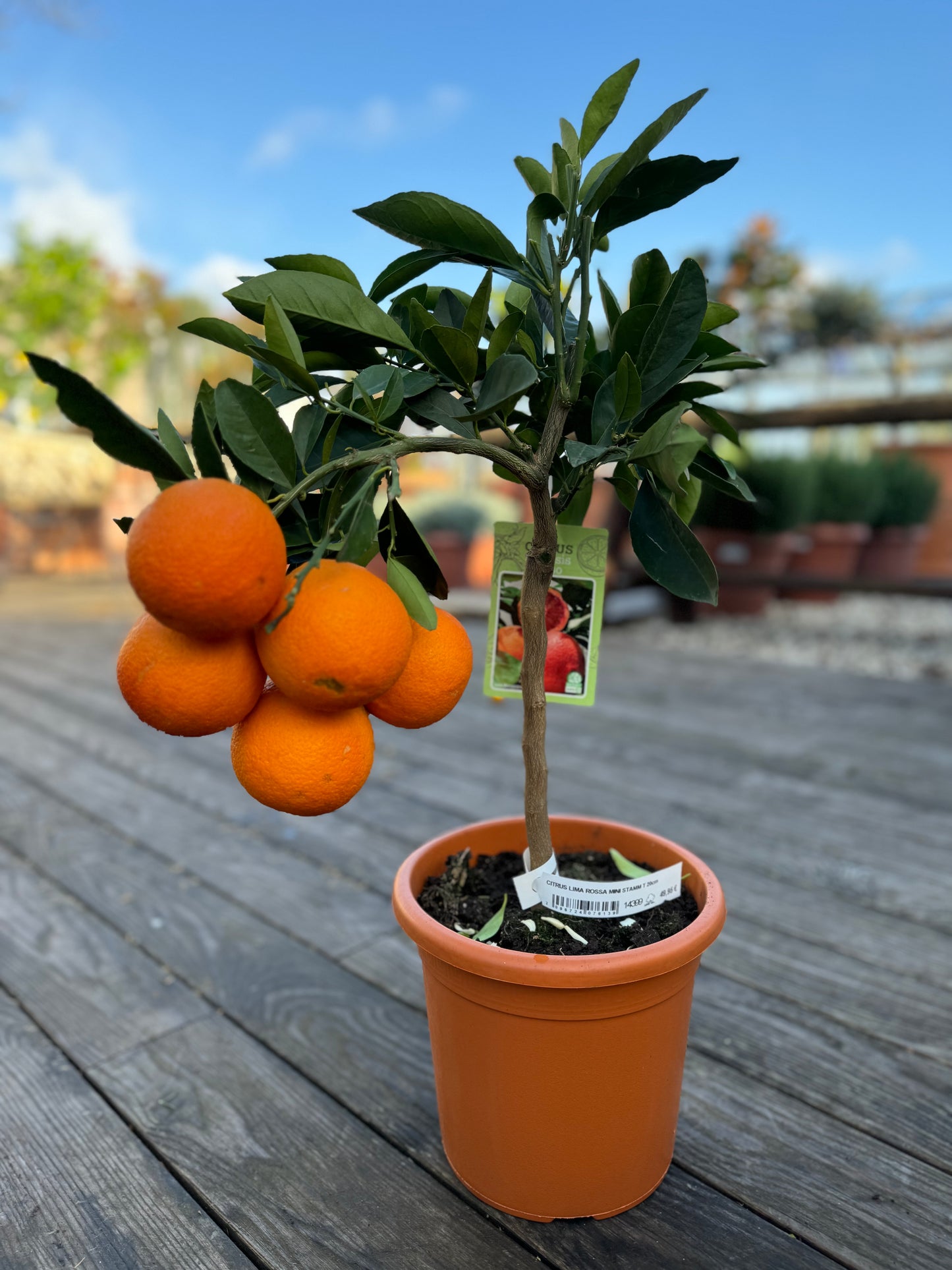 CITRUS ARANCIO MORO MINI STAMM T 20cm