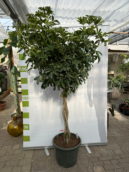 Schefflera arbor. 'Gold Capella' gefl. S