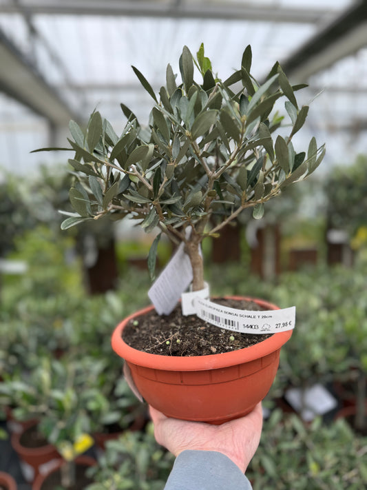 OLEA EUROPAEA BONSAI SCHALE T 20cm