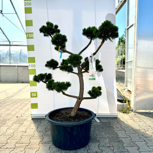 Bonsai Pinus mugo 'March' 12 Jahre Co.65L