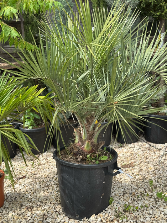 Gelee-Palme - Butia capitata  *Einzelstück*