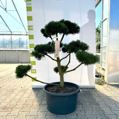 Bonsai Pinus uncinata 'La Cabana'  Co. 65L