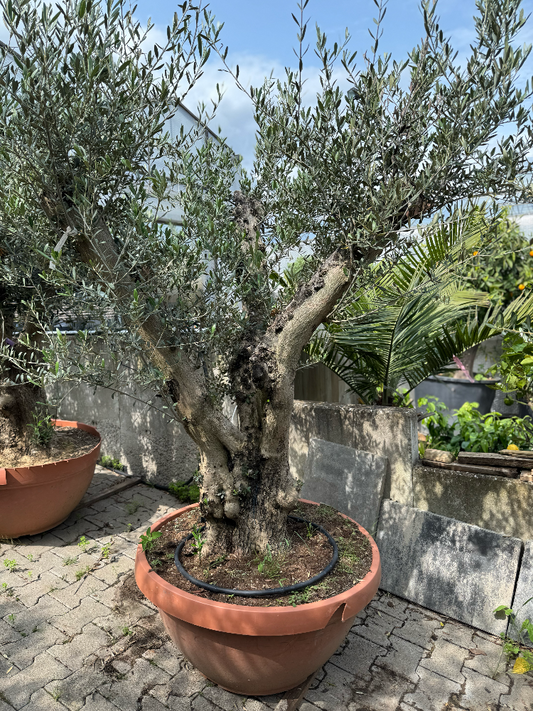 Oliven Bonsai - OLEA EUROPAEA Schale 70/90 CM Nr. 5  *Einzelstück*