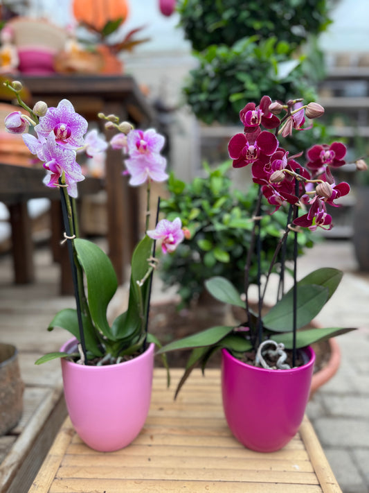 Orchidee mit Keramik-Übertopf