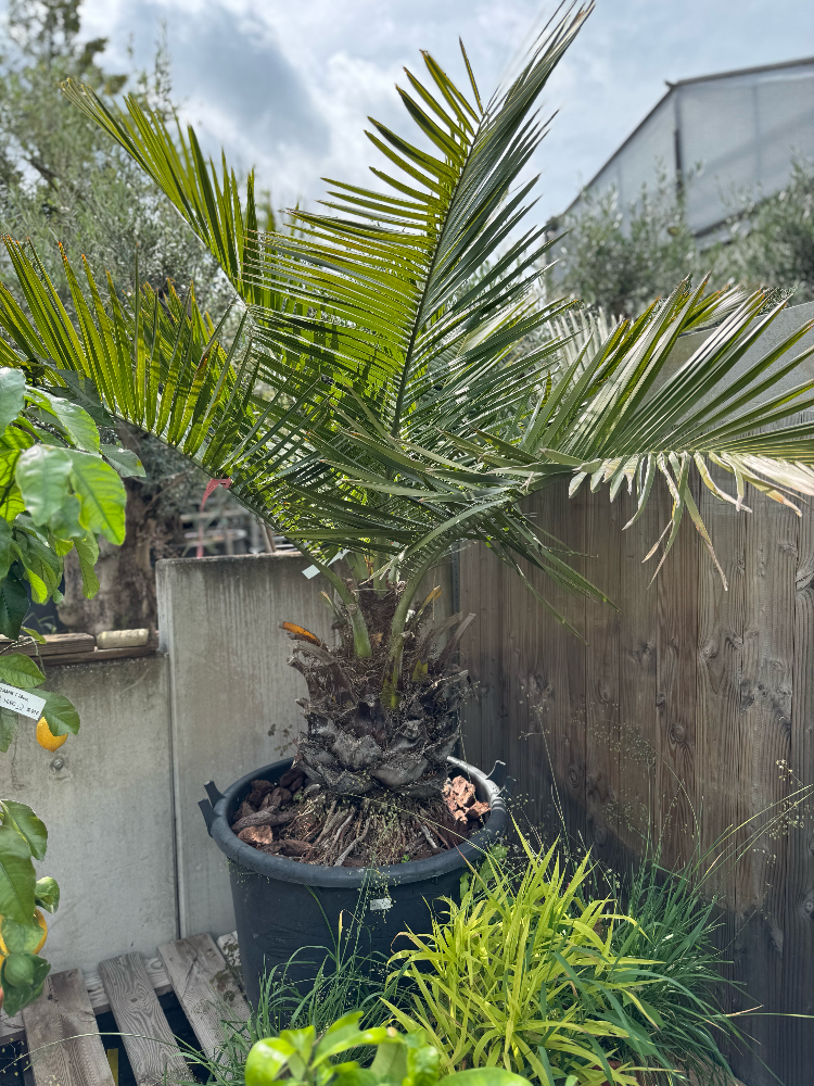 Honig-Palme - Jubaea chilensis  *Einzelstück*
