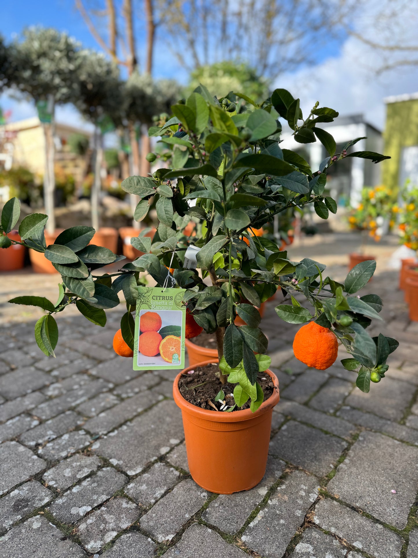 CITRUS LIMA ROSSA MINI STAMM T 20cm