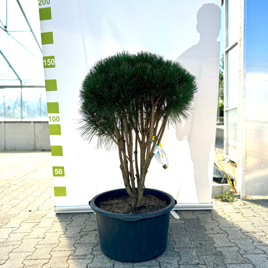 Formschnitt Pinus nigra 'Rondello'Co. 65L