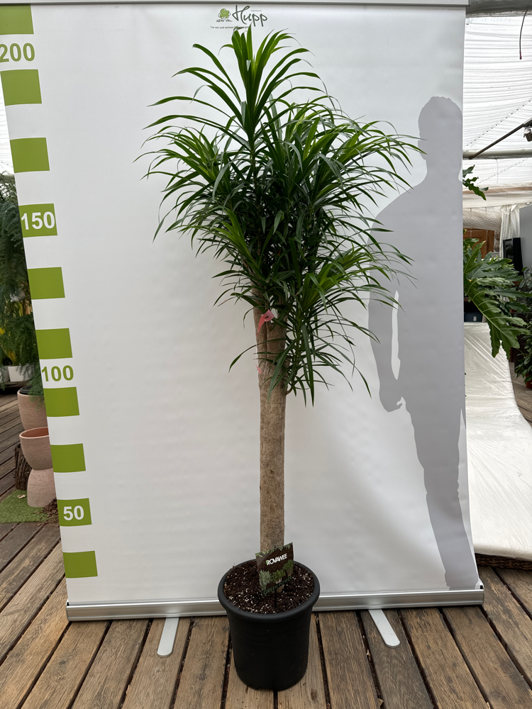 Dracaena refl. 'Anita' T32 H150