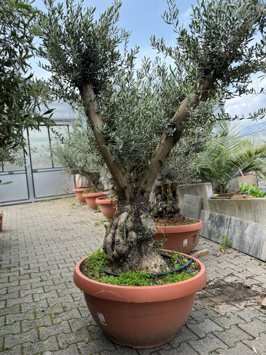 Oliven Bonsai - OLEA EUROPAEA Schale 70/90 CM Nr. 10  *Einzelstück*
