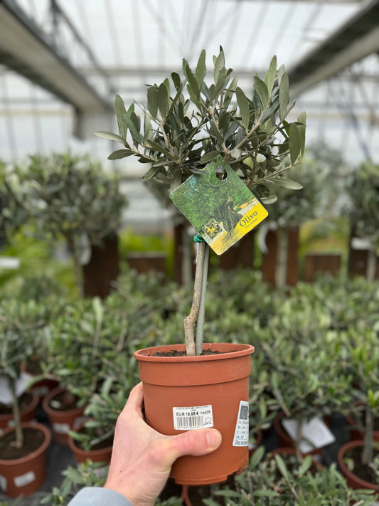 OLEA EUROPAEA MINI STAMM T 15cm