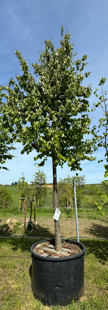 PARROTIA PERSICA 30-35