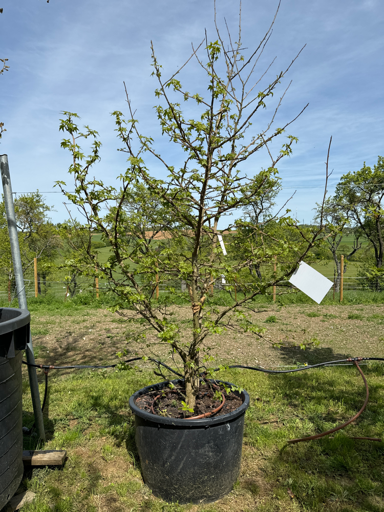 Liquidambar styraciflua 200-250 mehrstäm