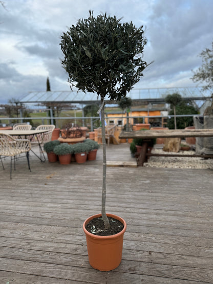 OLEA EUROPAEA STAMM T 30cm