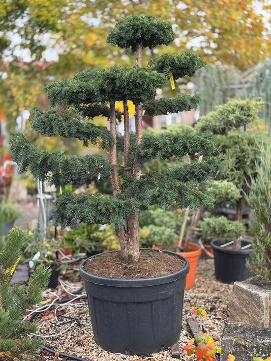 Taxus Bonsai