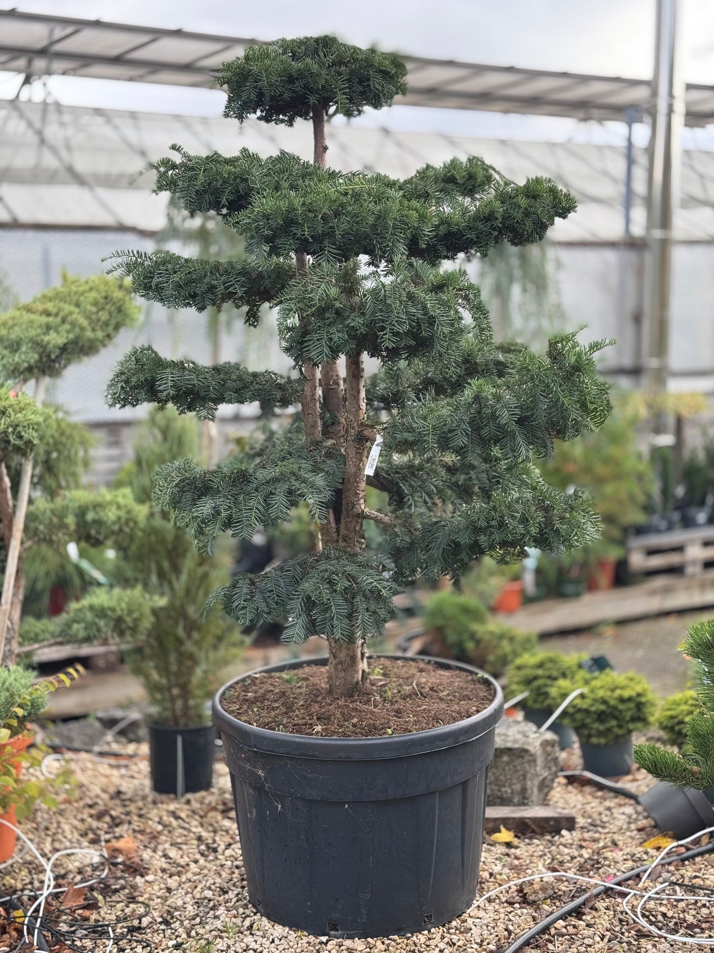 Taxus Bonsai