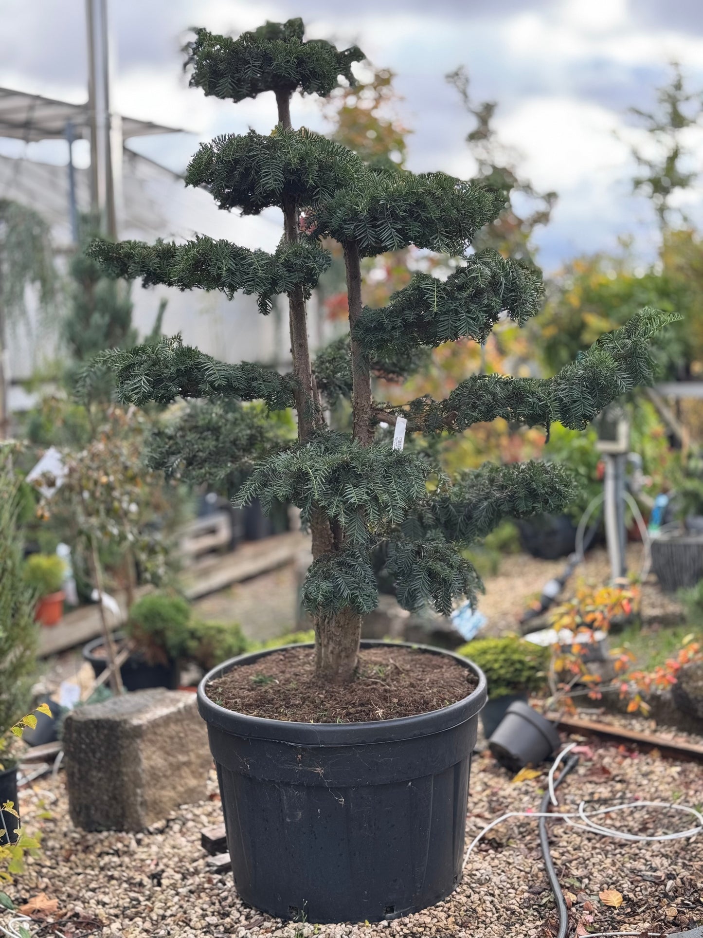 Taxus Bonsai