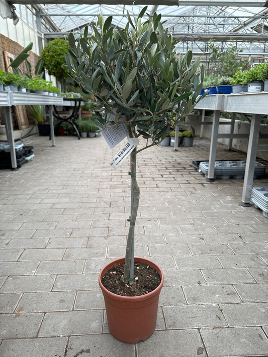 OLEA EUROPAEA MINISTAMM T 19cm