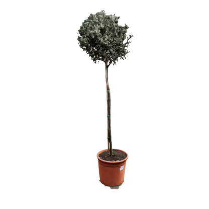 OLEA EUROPAEA STAMM T 30cm