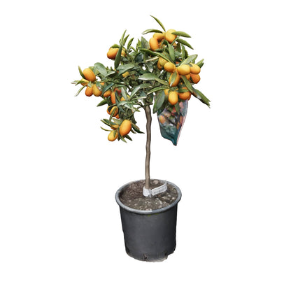 CITRUS KUMQUAT MINI STAMM T 20cm