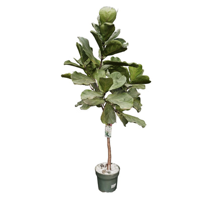 Ficus lyrataT27 H140
